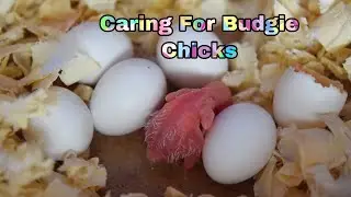 How To Prepare / Care For Budgie Chicks