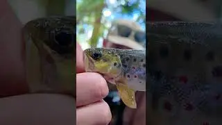 Стараюсь не спугнуть этих рыб.