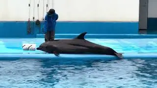 Dolphins Show @ Niigata City Aquarium 