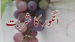 How to make Grapes Squash /Angoor ka sharbat bnany ka tareeka/Energy drink !
