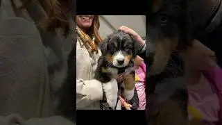 &bull; PUPPY REVEAL &bull; #puppy #puppyreveal #newpuppy #australianshepherd #australianshepherdpuppy