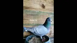 PHOTO - OPAL WHITE BARRED Racing Pigeon #BIRDS #racingpigeons #homingpigeons #FARM #palomas #merpati