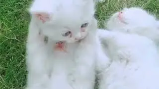 ✨ &ldquo;Less Mess, More Purrs &ndash; The Ultimate Cat Litter Box!&rdquo;
