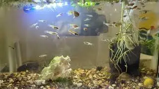 Wild type guppies and white peacock Endlers