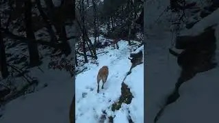Walking a Labrador in Wintery Scotland