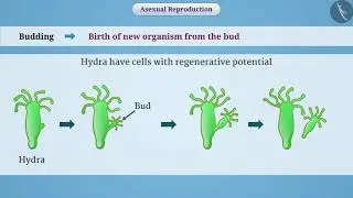 Types of Asexual Reproduction | Part 1/1 | English | Class 10