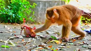 Continue cute or not...pi-ty face of little baby monkey SARIKI so much.