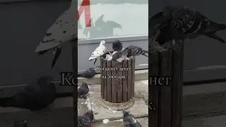 #зоопарк #голуби #местныйзоопарк #малыш