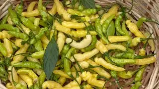 ঘি নাগা মরিচ ঘিয়ের মত গন্ধ MashAllah ☝️🫶 #garden #plants #reels 