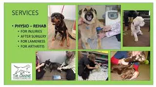 Get To Know The Canine Fitness Centre Ltd - 2020