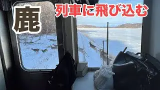 馬鹿という単語になぜ鹿という漢字が使われているのか分かる動画