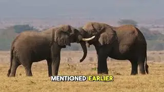 Interesting facts about elephants that you may not know