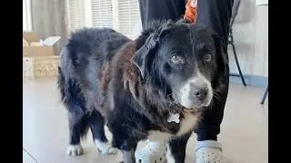 Mila, our Pet of the Week, is recovering from surgery