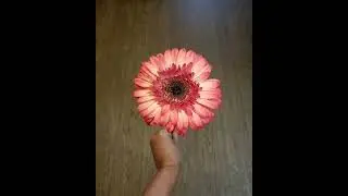 Flower Shop -Online Flower - Arum Lily Flower Shop  - Flower Shop Edmonton.