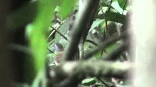 Rufous-crowned Babbler