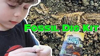 Jumbo Fossil Dig Kit ⎮ Digging for Fossils