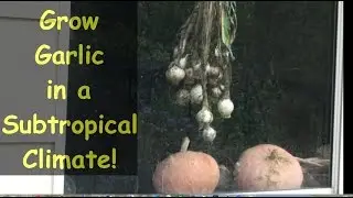 Growing Garlic in a Subtropical Climate