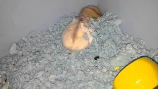 Cute Dwarf Hamsters!