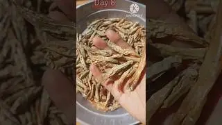 #Dry Curd chillies#Dahi Mirchi Recipe#Sun Dried Curd Chillies Recipe#viralvideo#shortvideo #tastyfoo