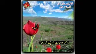 Nasir Nadeem  Naatstatus Birhavi Naat status #shorts #YouTubeshorts  #shortsvideo   #viralshorts