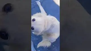 playing time❤️❤️ || Seemba the dog || Dog lover