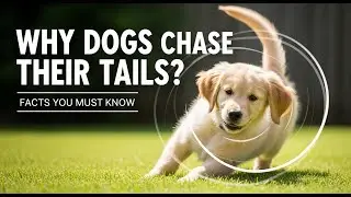 Why Dogs Chase Their Tails (Facts You Must Know)