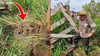 DESMANCHAMOS UM CURRAL ABANDONADO COM MAIS DE 25 ANOS TODO CUIDADO É POUCO!