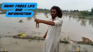 village frogs life k bary mein information 😱, Riany frogs, today vlogs for wild, AMPHIBIANS 2023