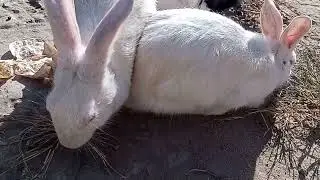 White rabbit eating food/Bunny rabbit