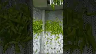 Green pepper cutting machine,for slicing green pepper into short shreds for food industry.