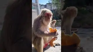#funny #anmals #monkey #funnyanimal #comedy #ytshorts #viral #trendingshorts