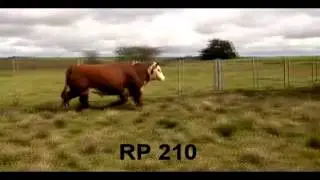 rp210