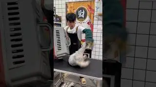 &laquo;Пытаюсь искупать самого свирепого кота в мире&raquo; #уход #уходзакошками #кошки #услугипоуходузадомаш...
