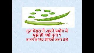 Experimental material of Mendel ! Pea !