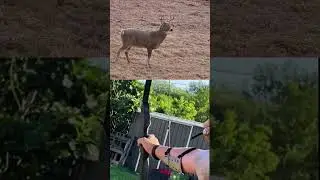 Ethical Deer Hunting | Respect for Wildlife & Nature #wildboar