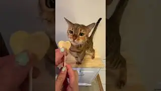 Cats try BONKERS Purrpops cat lollipops