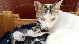 Mother cat cleaning her kittens in a box on the doorstep in an innocent scene