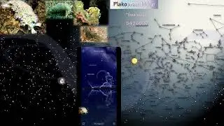 Sea Slugs [Plakobranchidae]
