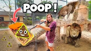 POOP SCOOPING THE LION DEN AT OUR ZOO ! LIONS, TIGERS, JAGUARS !