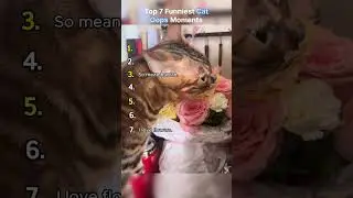 These Cats Just Embarrassed Themselves on Camera 😹📷 #shorts #catshorts #cats
