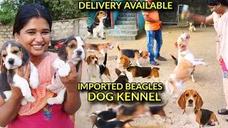 Dog kennel in Chennai | Beagle Dogs