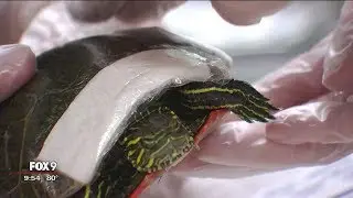 Shelter repairs turtle shells as nesting season begins