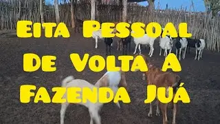 Voltamos Para Fazenda 🚜 🚜 Juá Para Fazermos Um Chiqueiro Para Os 🐖 🐖 🐖Porcos.