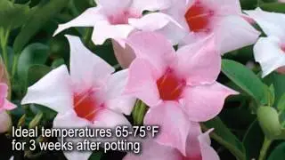 Production Tips for Growers: Sun Parasol Mandevillas