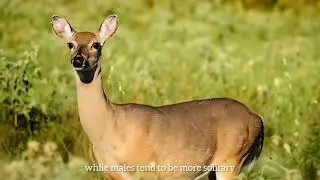 The Doe: Grace and Survival in Nature