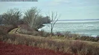 Lots of Bald Eagle Activity! Cedar Point NWR Time-lapse Video