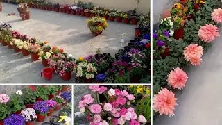My Small Spring Terrace Garden Overview || Garden Overview India 2021#indianGardenOverviewinhindi