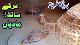 Kala Teetar Breeding || kala teetar breeding tips  || kala teetar || black francolin breeding