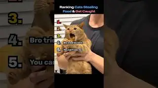 Ranking Cats Stealing Food And Getting Caught #shorts #viralshorts #ranking #cat #caught #funny