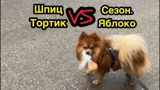 Шпиц Тортик- мой помощник🐶 Spitz Cake is my assistant#звери#животные#собака#шпиц#dog